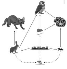 In this food web, energy is transferred directly between which organisms? Answer F-example-1