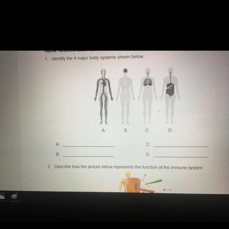 1. Identify the 4 major body systems shown below A.———— B.———— C.———— D.————-example-1