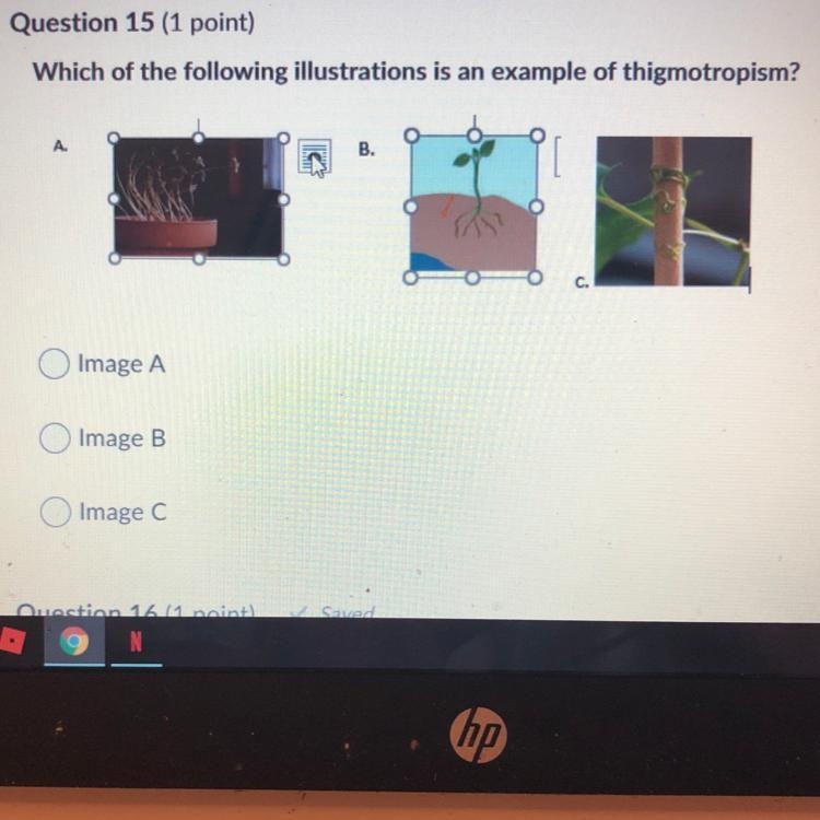 Which of the following illustrations is an example of thigmotropism? Image A Image-example-1