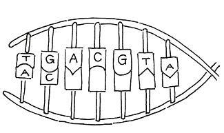 Complete the unfinished DNA strand from attached, and which m-RNA strand would be-example-1