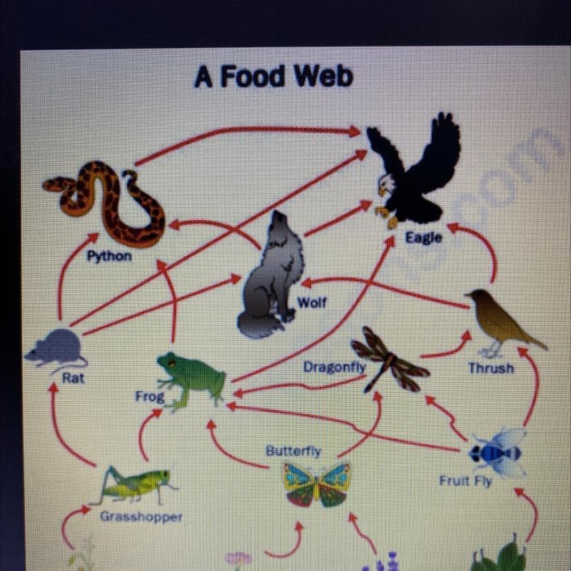 What would happen if the wolf was removed from the food chain-example-1