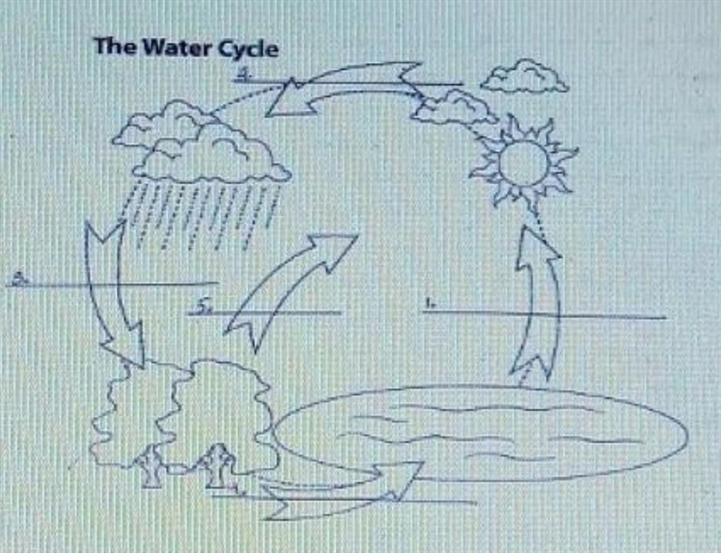 Label the 5 part of the water cycle The five words- Precipitation Evaporation Run-example-1