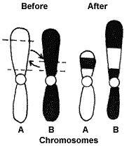 The picture below demonstrates which type of chromosome mutation?-example-1