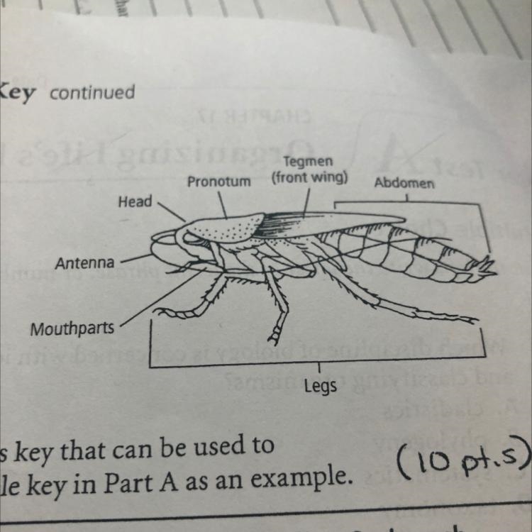 1. Identify Study the picture of the cockroach to the right and identify some characteristics-example-1