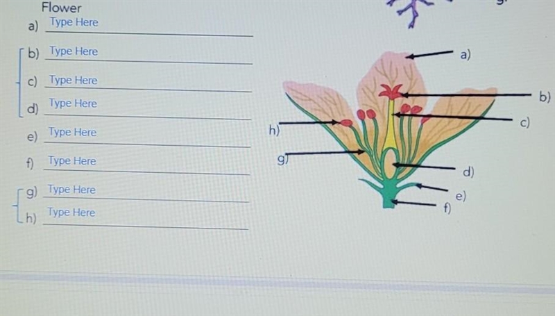 What are the parts of the plant and flower?​-example-1