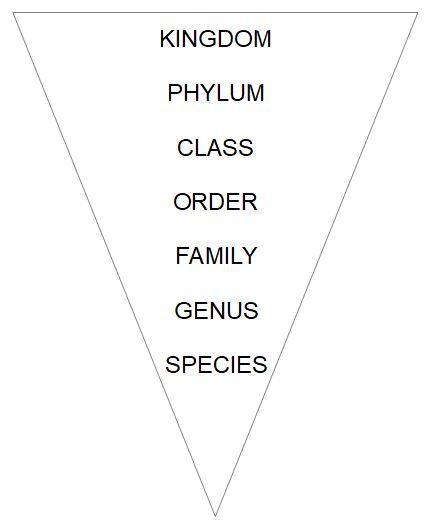 Which statement best describes the organization of the taxa shown in the image A. as-example-1