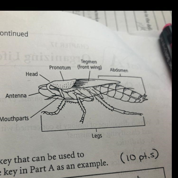 1. Study the picture of the cockroach to the right and identify some characteristics-example-1