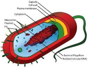 What type of cell is shown above? A. prokaryotic B. plant C. eukaryotic D. animal-example-1