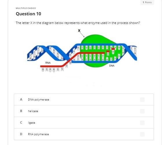 Biology multiple choice-example-1