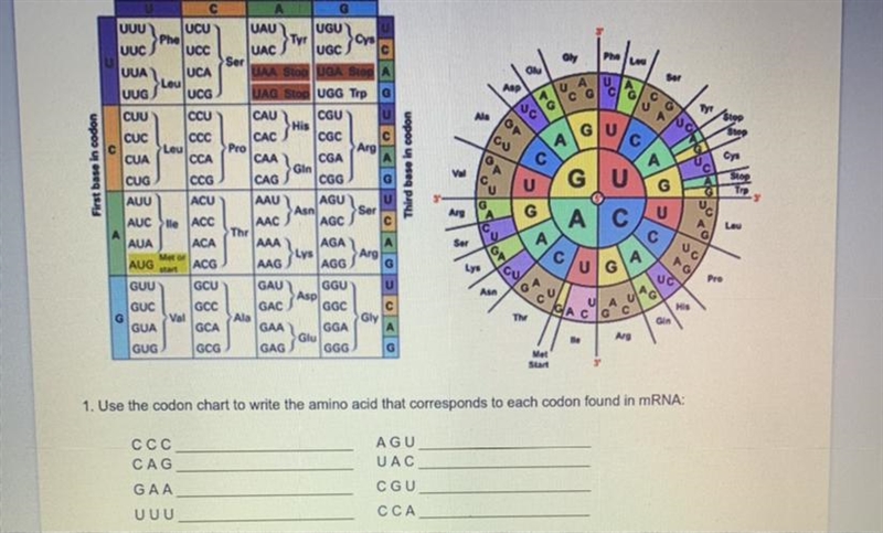 Please help lol.... condon chart amino acid mRNA-example-1