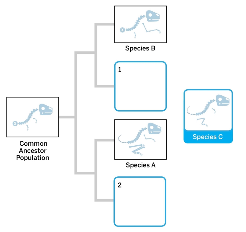 1.Where should Species C be placed on the tree? A. space B. space 2 2.What is one-example-1