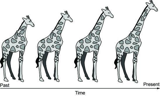 The diagram shows that many generations of genetic changes led to the modern-day giraffe-example-1