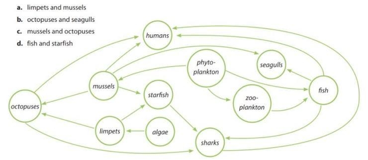 What is the relationship between mussels and octopuses? *-example-1