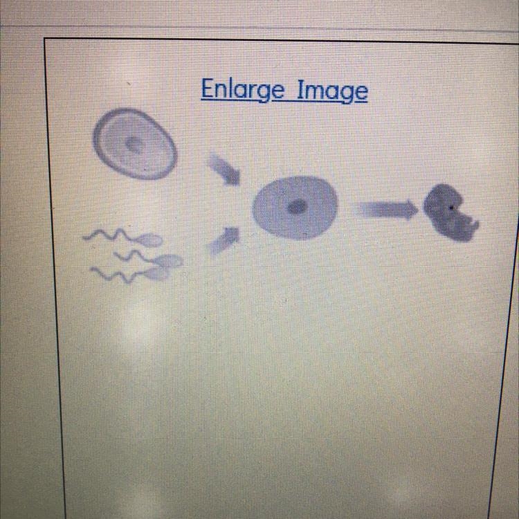 1) What type of reproduction is illustrated above? A) sexual B) asexual C) conjugation-example-1