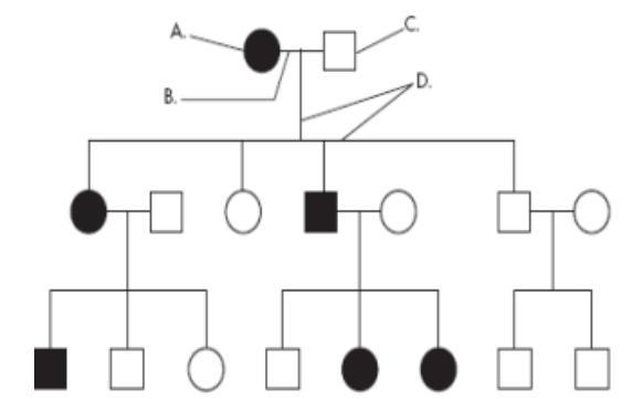 In the pedigree attached, what is most likely the genotype of individual A (Ff, FF-example-1