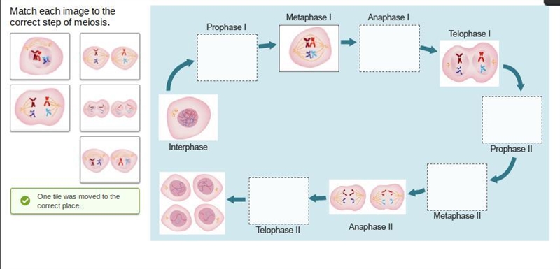 Match each image to the correct step of meiosis..-example-1