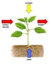 Living Organisms need energy to carry on their life processes. Green plants get this-example-1