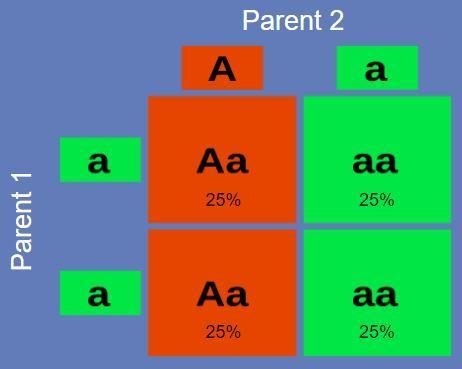 If the "A" represents red flowers and "a" represents green glowers-example-1