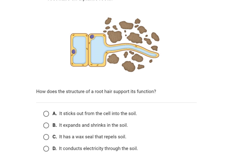 How does the structure of a root hair cell support its function?-example-1