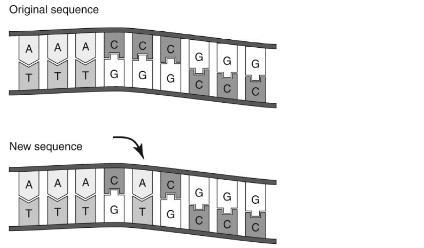 20.The first diagram below shows an original sequence of DNA. The second diagram shows-example-1