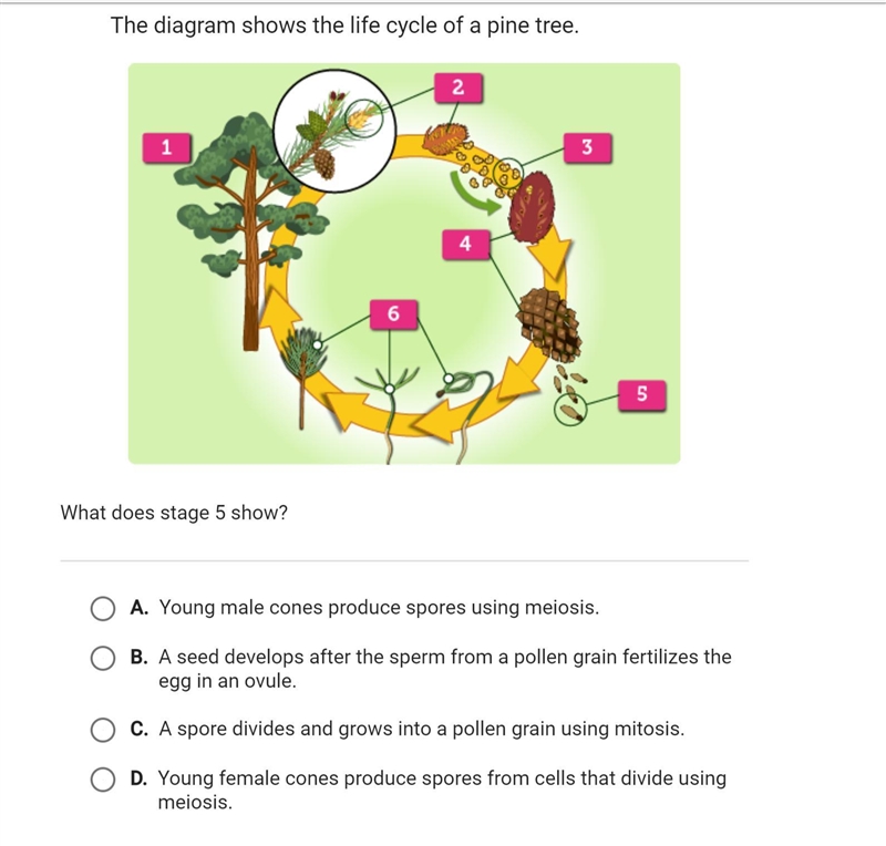 The diagram shows the life cycle of a pine tree. What does stage 5 show? D.) Young-example-1