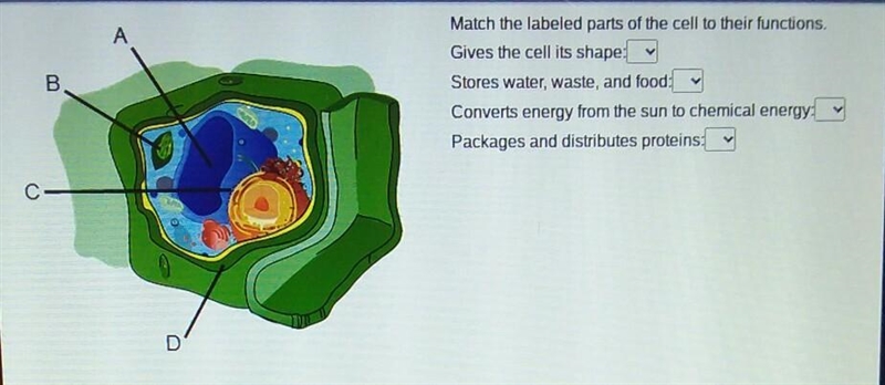 Match the labeled parts of the cell to their functions. Gives the cell its shape Stores-example-1