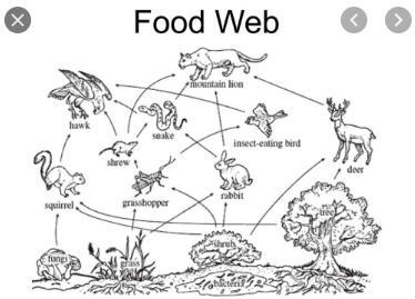 How could removing the squirrel from the food web impact the given ecosystem?-example-1