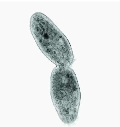 WILL GIVE BR4INLIEST!!!!! The picture below shows a protist undergoing cell division-example-1