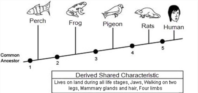 The diagram below shows the branching tree diagram for humans. The text box below-example-1