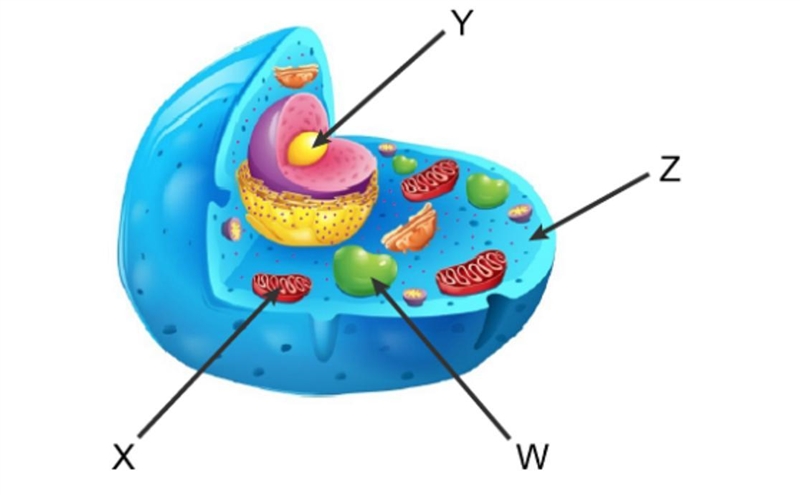 Which organelle is shown by X-example-1