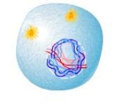 PLEASE GIVE ME THE RIGHT ANSWER Which phase of cell division is shown? Question 2 options-example-1