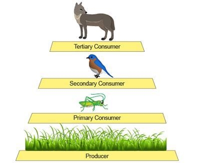 If the grass contains 100,000 kcal of energy, how much energy will a fox obtain from-example-1