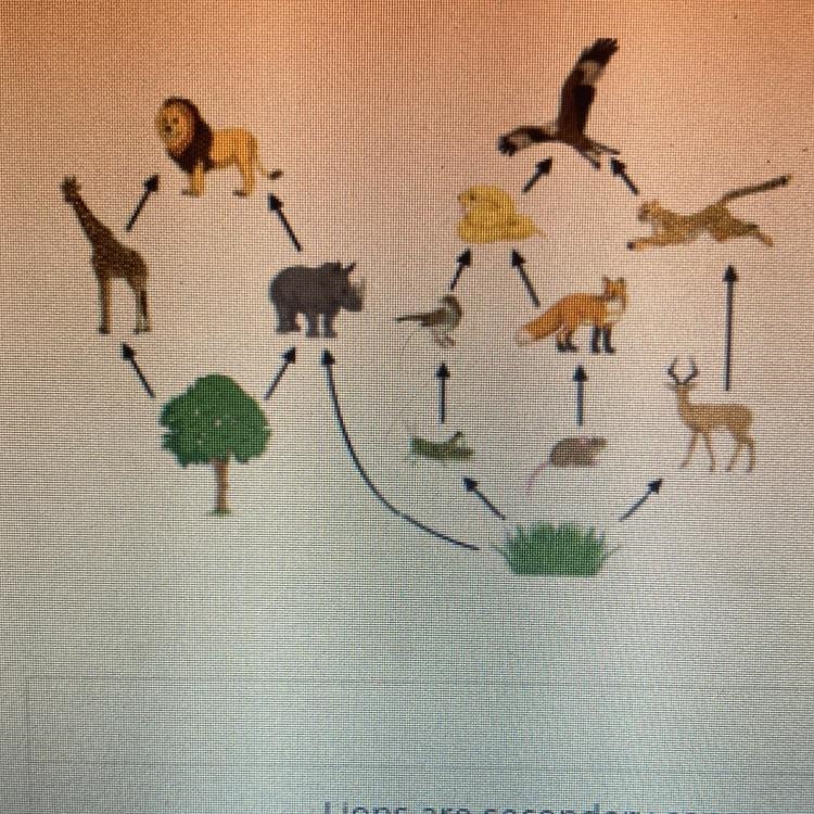 Answer the questions about this food web. (true or false for each one) -Lions are-example-1