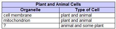 Ling made a study chart for science class. Which organelle accurately completes the-example-1