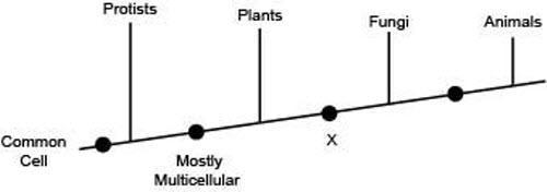 The following diagram shows the branching tree for four kingdoms and some of their-example-1