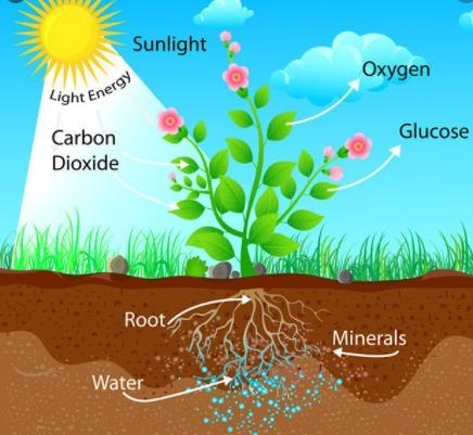 In your OWN WORDS define the word photosynthesis-example-1