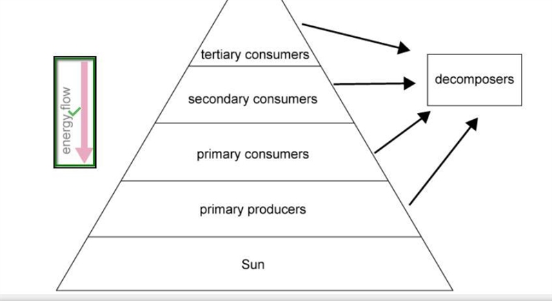 50 POINTS Select the correct location on the image. Which part of the ecological pyramid-example-1