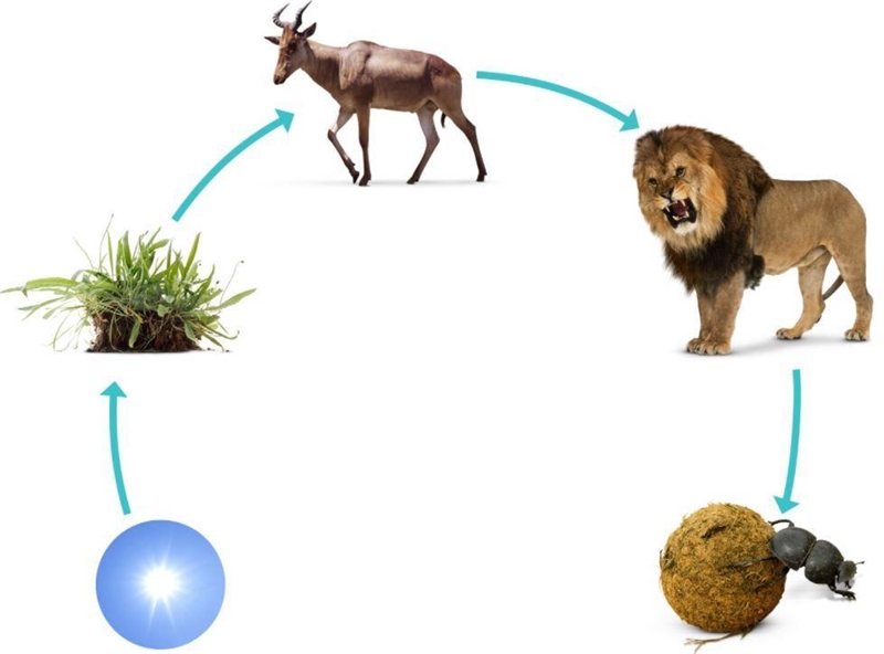 Select the food chain that correctly relates the organisms from the primary consumer-example-1