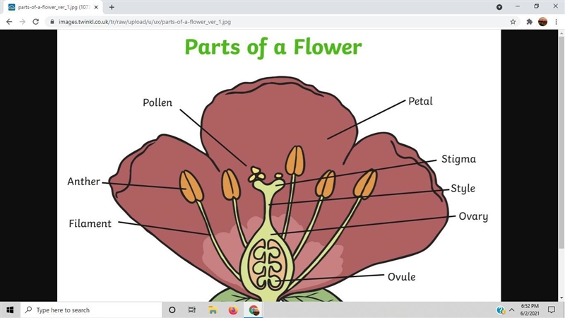 Whats a structural observation for a leaf and the flower (red tulip)-example-1