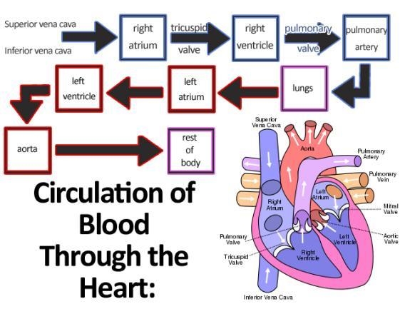 What order does blood flow through the heart? PLZ HELP I NEED IT!-example-1