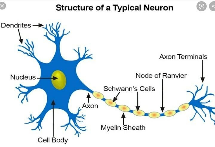 Place the following terms in order to demonstrate the path that a nerve impulse makes-example-1