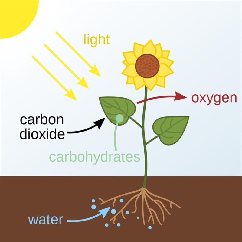 please help i need to create a photosynthesis model. Construct a model to show the-example-1