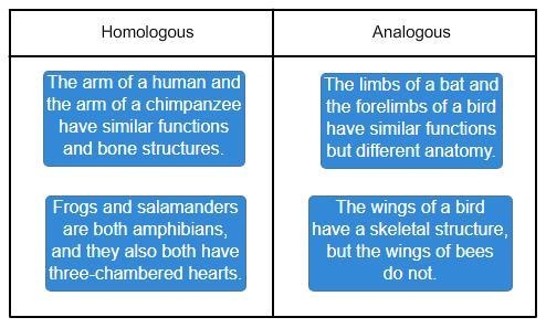 Classify the structures homologous or analogous, depending on their structure and-example-1