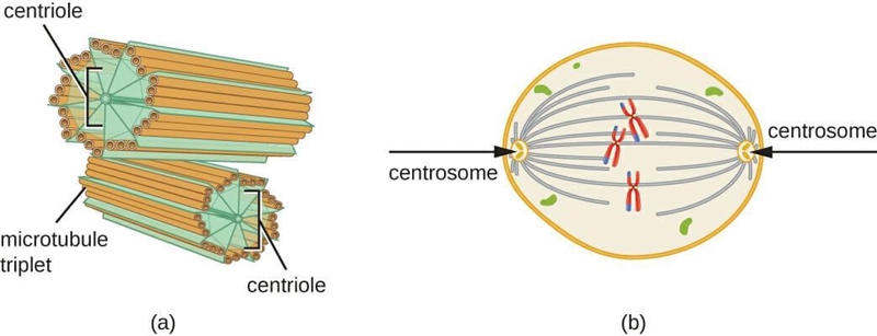 What organelle reforms around the chromatids at opposite ends of the cell ? A. Centriole-example-1