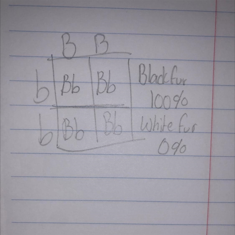 HELP what do you put into the punnett square and what is the percent of black and-example-1