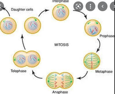 How to study for a cell cycle test under an hour? pls no links-example-1