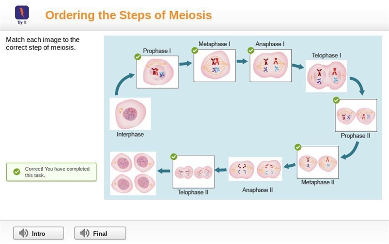 Match each image to the correct step of meiosis..-example-1