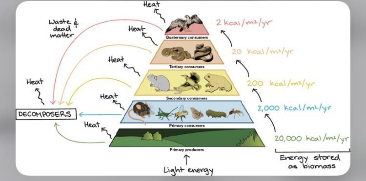 1.Identify the source of energy for most food chains. 2.Identify the foundation of-example-1