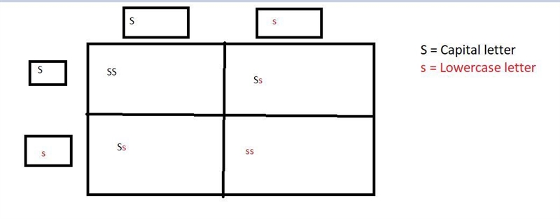 Make a Punnett Square for two smooth seed hybrid pea plants (Ss).-example-1