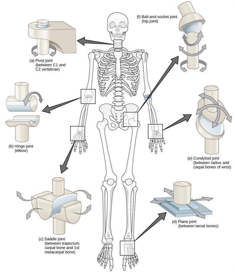 The ulna, radius, and humerus are the three bones of the arm. The elbow is formed-example-1